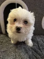 Snow White , a female Maltese for sale in Ashland City, TN – 10 of 10
