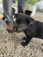 Blue collar , a male German Shepherd Dog for sale in Ashland City, TN – 5 of 10