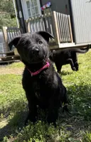 Tater Tot, a male German Shepherd Dog for sale in Ashland City, TN – 2 of 10