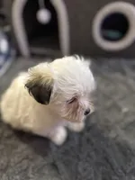 Kitty Kat, a female Morkie for sale in Ashland City, TN – 4 of 10