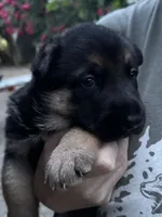 Ollie, a male German Shepherd Dog for sale in Ashland City, TN – 2 of 6
