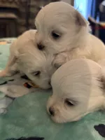 Simba, a male Maltese for sale in Ashland City, TN – 5 of 5