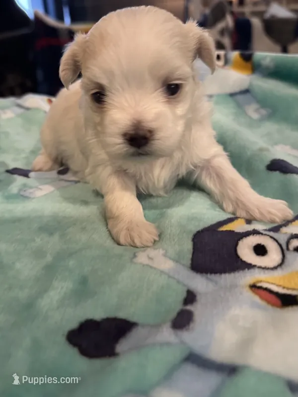 Daisy  – Maltese puppy for sale in Ashland City, TN
