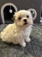 Kitty Kat, a female Morkie for sale in Ashland City, TN – 5 of 10