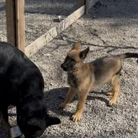 Red Boy Shep, a male Belgian Malinois and German Shepherd Dog for sale in Ashland City, TN – Photo 5 of 8