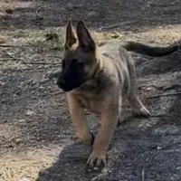 Red Boy Shep, a male Belgian Malinois and German Shepherd Dog for sale in Ashland City, TN – Photo 1 of 8