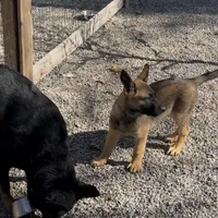 Red Boy Shep, a male Belgian Malinois and German Shepherd Dog for sale in Ashland City, TN – Photo 8 of 8