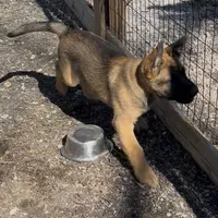 Red Boy Shep, a male Belgian Malinois and German Shepherd Dog for sale in Ashland City, TN – Photo 2 of 8