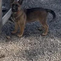 Red Boy Shep, a male Belgian Malinois and German Shepherd Dog for sale in Ashland City, TN – Photo 4 of 8