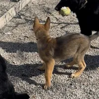 Red Boy Shep, a male Belgian Malinois and German Shepherd Dog for sale in Ashland City, TN – Photo 6 of 8