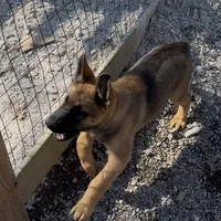 Red Boy Shep, a male Belgian Malinois and German Shepherd Dog for sale in Ashland City, TN – Photo 7 of 8