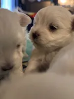 Simba, a male Maltese for sale in Ashland City, TN – 3 of 5