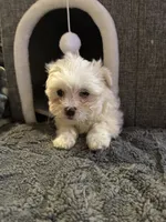 Snow White , a female Maltese for sale in Ashland City, TN – 6 of 10