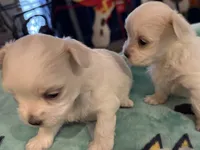 Daisy , a female Maltese for sale in Ashland City, TN – 2 of 4