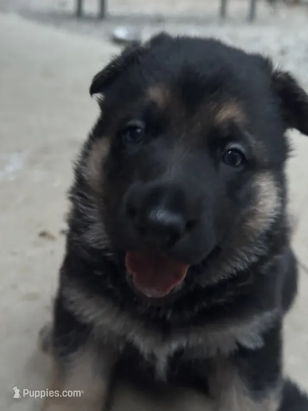 Ollie – German Shepherd Dog puppy for sale in Ashland City, TN
