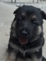 Ollie, a male German Shepherd Dog for sale in Ashland City, TN – 1 of 6