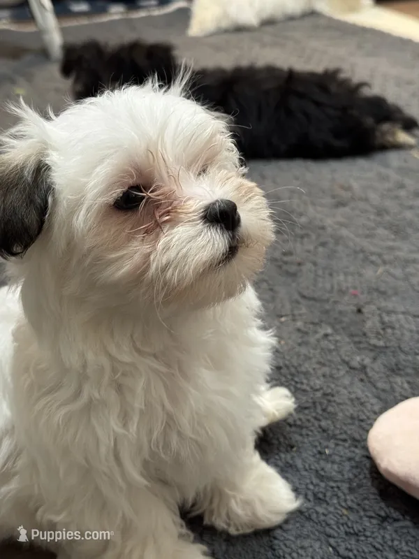 Kitty Kat – Morkie puppy for sale in Ashland City, TN