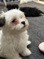 Kitty Kat, a female Morkie for sale in Ashland City, TN – 1 of 10