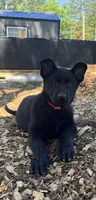 Tater Tot, a male German Shepherd Dog for sale in Ashland City, TN – 5 of 10