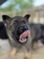 Blue collar , a male German Shepherd Dog for sale in Ashland City, TN – 4 of 10
