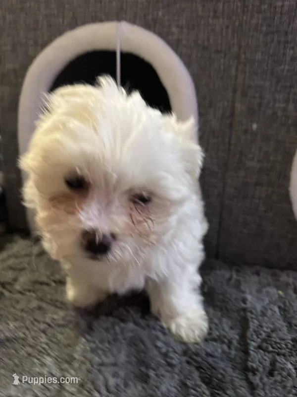 Snow White  – Maltese puppy for sale in Ashland City, TN