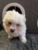 Snow White , a female Maltese for sale in Ashland City, TN – 1 of 10