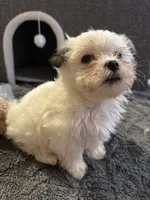 Kitty Kat, a female Morkie for sale in Ashland City, TN – 10 of 10