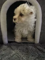 Sleeping Beauty , a female Maltese for sale in Ashland City, TN – 5 of 10