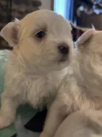 Baxter , a male Maltese for sale in Ashland City, TN – 2 of 3