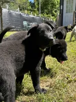 Rey, a female German Shepherd Dog for sale in Ashland City, TN – 4 of 10