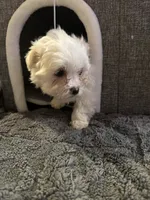 Snow White , a female Maltese for sale in Ashland City, TN – 8 of 10