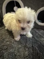Sleeping Beauty , a female Maltese for sale in Ashland City, TN – 4 of 10