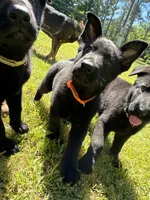 Tater Tot, a male German Shepherd Dog for sale in Ashland City, TN – 6 of 10