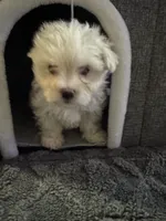 Sleeping Beauty , a female Maltese for sale in Ashland City, TN – 6 of 10