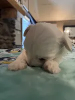 Baxter , a male Maltese for sale in Ashland City, TN – 3 of 3