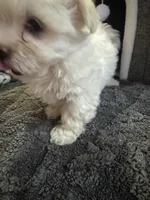 Sleeping Beauty , a female Maltese for sale in Ashland City, TN – 2 of 10