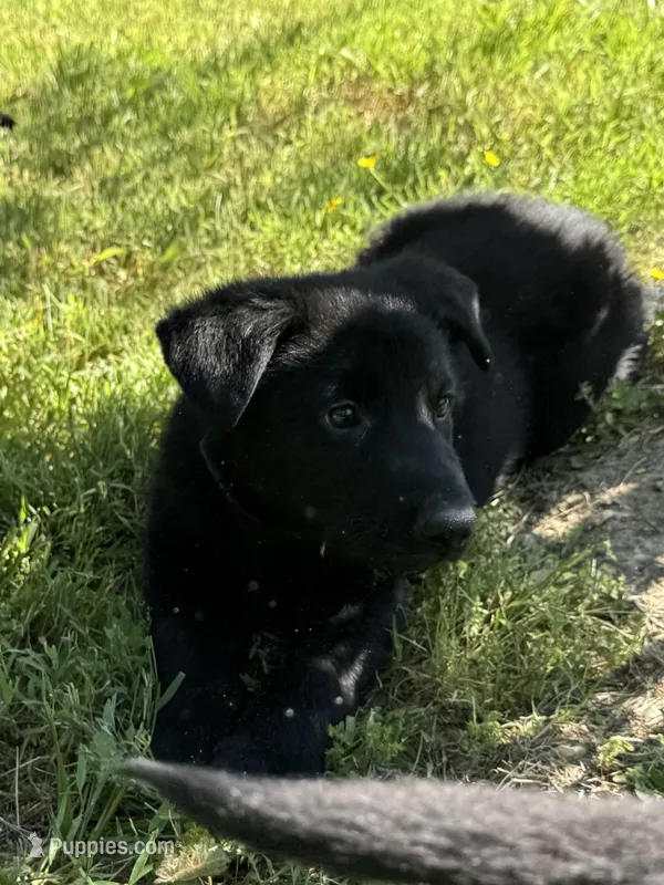 Tater Tot – German Shepherd Dog puppy for sale in Ashland City, TN