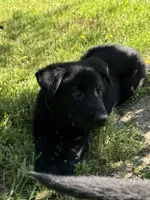 Tater Tot, a male German Shepherd Dog for sale in Ashland City, TN – 1 of 10