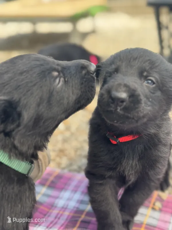 Cheddar - Black male orange collar  – German Shepherd Dog puppy for sale in Ashland City, TN