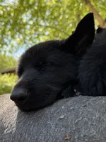 Pink solid black female , a female German Shepherd Dog for sale in Ashland City, TN – 3 of 10