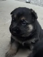 Ollie, a male German Shepherd Dog for sale in Ashland City, TN – 5 of 6