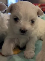 Baxter , a male Maltese for sale in Ashland City, TN – 1 of 3