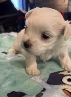 Daisy , a female Maltese for sale in Ashland City, TN – 3 of 4