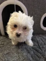 Snow White , a female Maltese for sale in Ashland City, TN – 7 of 10