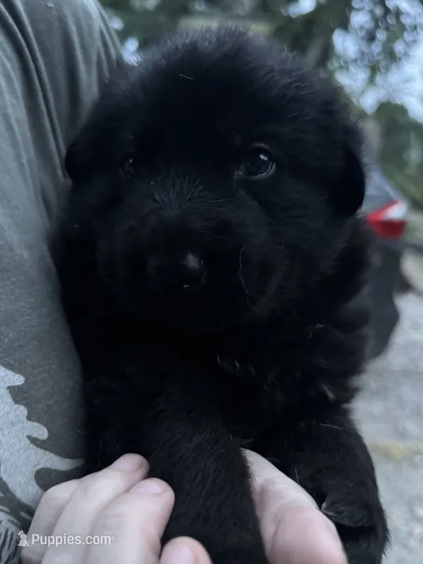 Jasper – German Shepherd Dog puppy for sale in Ashland City, TN