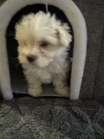 Sleeping Beauty , a female Maltese for sale in Ashland City, TN – 7 of 10