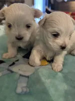 Simba, a male Maltese for sale in Ashland City, TN – 2 of 5