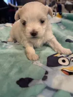 Bella, a female Maltese for sale in Ashland City, TN – 1 of 3