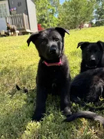 Tater Tot, a male German Shepherd Dog for sale in Ashland City, TN – 7 of 10