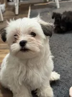 Kitty Kat, a female Morkie for sale in Ashland City, TN – 2 of 10